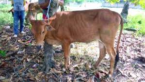 Sapi Rancah Plasma Nutfah Kabu...
